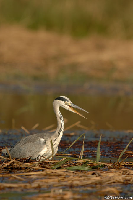 Graureiher - Ardea cinerea