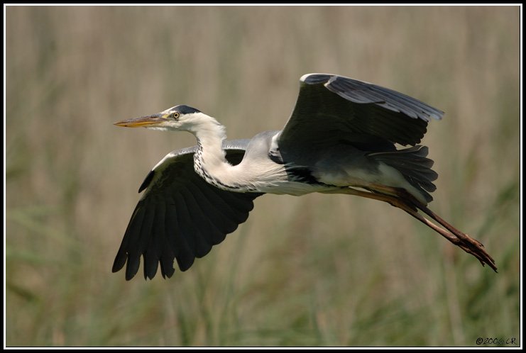 Héron cendré - Ardea cinerea