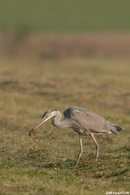 Airone cenerino - Ardea cinerea