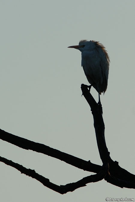 Cattle Egret - Bubulcus ibis