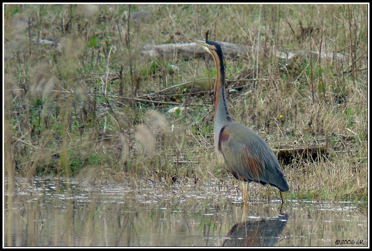 Airone rosso - Ardea purpurea