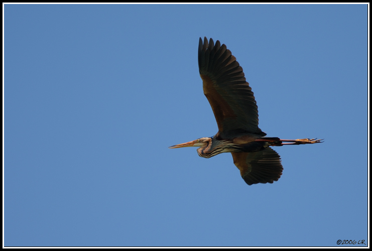 Héron pourpré - Ardea purpurea