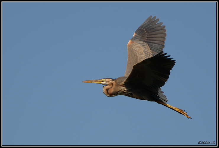 Héron pourpré - Ardea purpurea