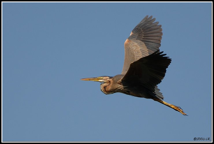 Purpurreiher - Ardea purpurea