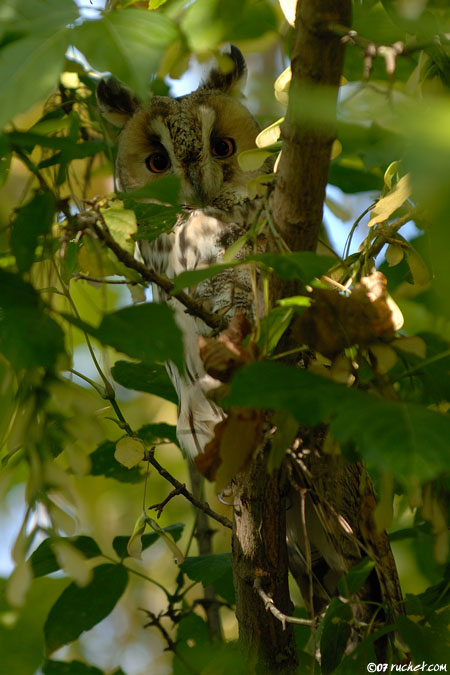Long-eared Owl - Asio otus