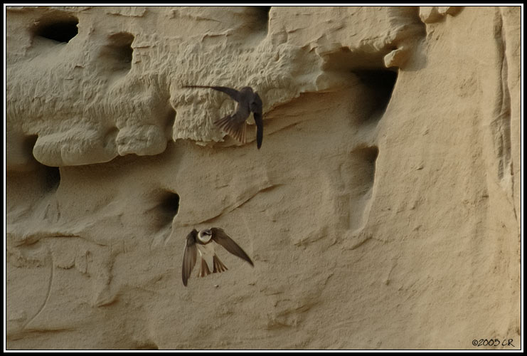 Uferschwalbe - Riparia riparia