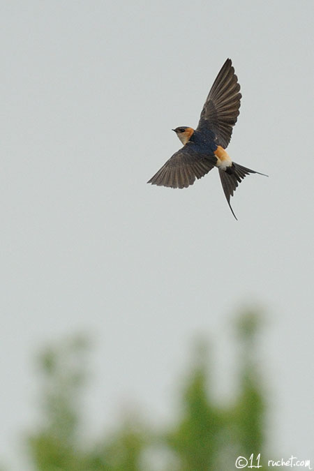 Red-rumped Swallow - Cecropis daurica