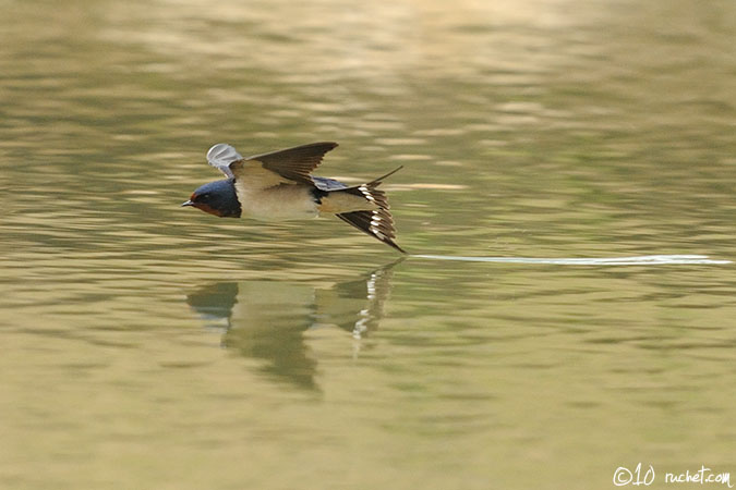 Hirondelle rustique - Hirundo rustica