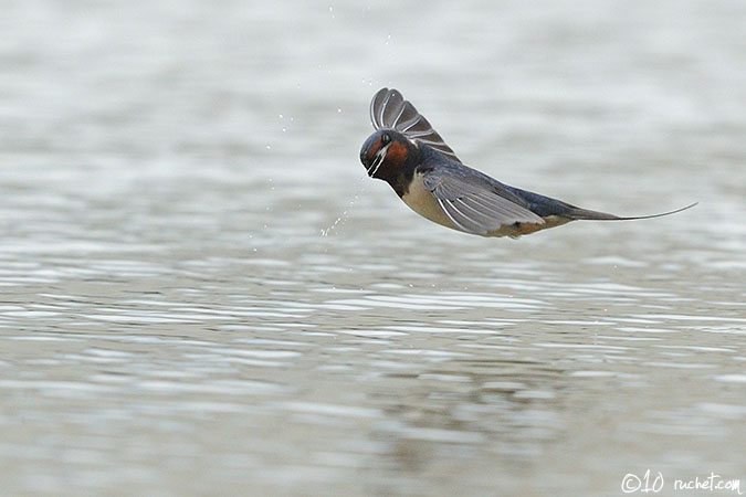 Hirondelle rustique - Hirundo rustica