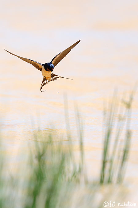 Rondine - Hirundo rustica