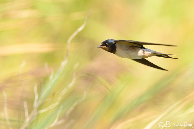 Hirondelle rustique - Hirundo rustica