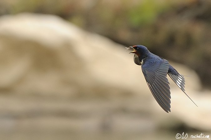 Hirondelle rustique - Hirundo rustica
