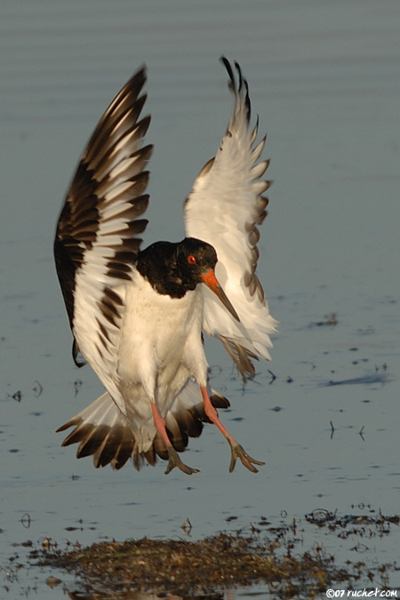 Huîtrier pie - Haematopus ostralegus