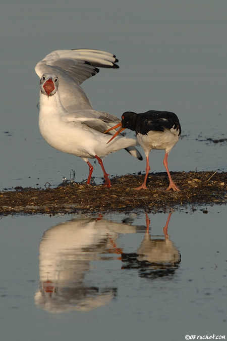 Huîtrier pie - Haematopus ostralegus