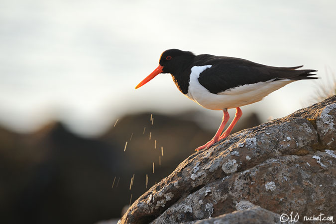 Huîtrier pie - Haematopus ostralegus