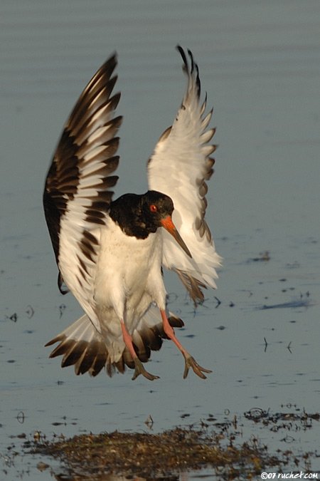 Huîtrier pie - Haematopus ostralegus