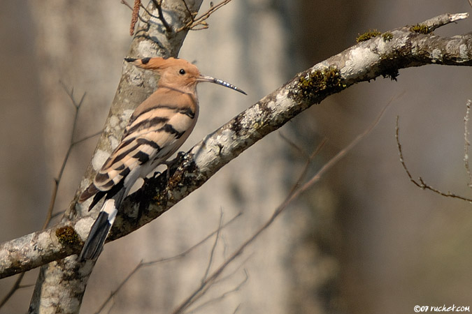 Hoopoe - Upupa epops