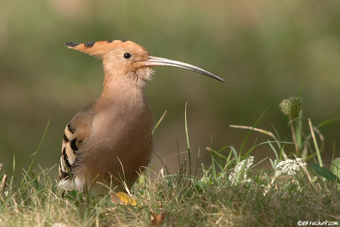 Hoopoe - Upupa epops