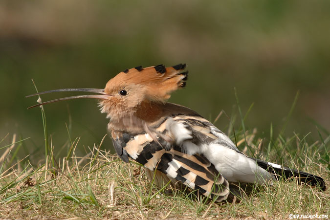 Hoopoe - Upupa epops