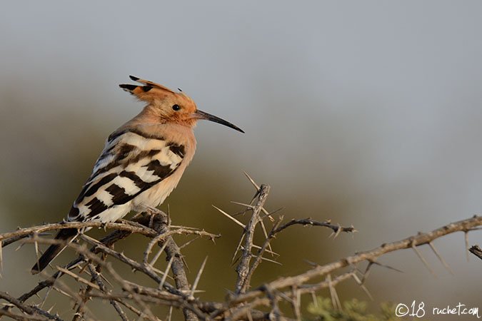 Hoopoe - Upupa epops