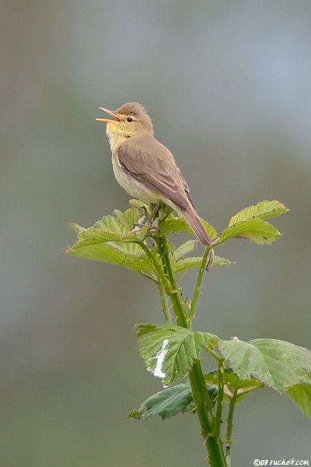 Canapino comune - Hippolais polyglotta