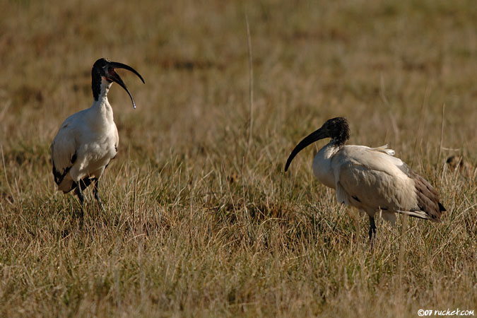 Ibis sacro - Threskiornis aethiopicus