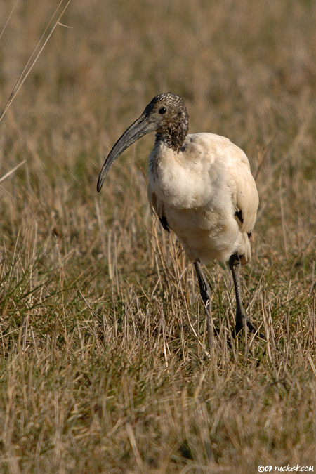 Sacred Ibis - Threskiornis aethiopicus