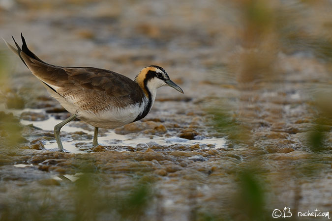 Jacana à longue queue - Hydrophasianus chirurgus