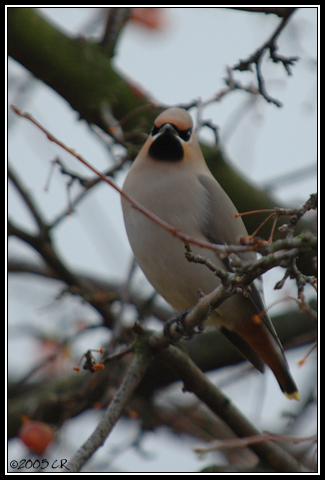 Jaseur boréal - Bombycilla garrulus