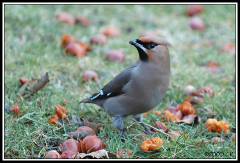 Jaseur boréal - Bombycilla garrulus