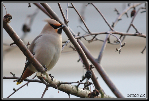 Jaseur boréal - Bombycilla garrulus