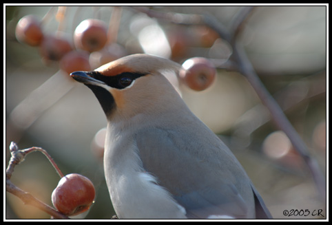 Jaseur boréal - Bombycilla garrulus