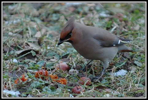 Beccofrusone - Bombycilla garrulus