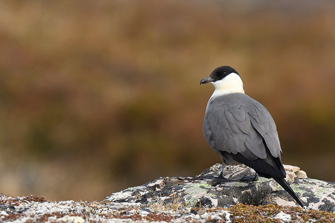 Labbe à longue queue - Stercorarius longicaudus