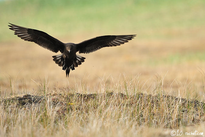 Parasitic Jaeger - Stercorarius parasiticus