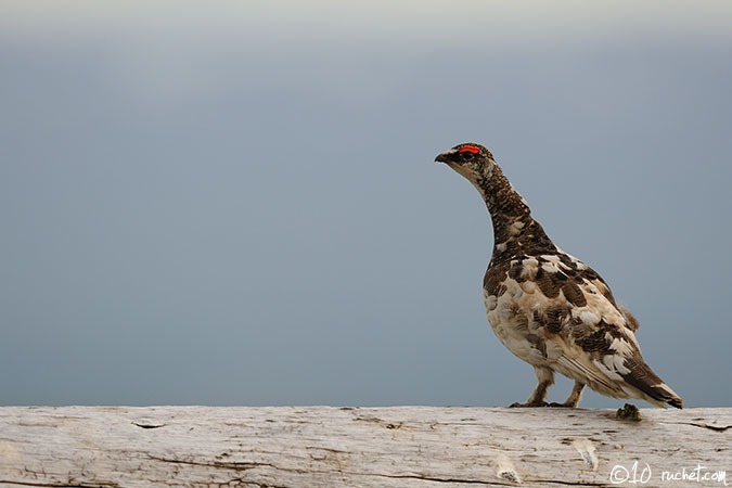 Alpenschneehuhn - Lagopus muta