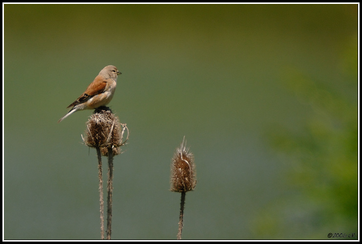 Linotte mélodieuse - Carduelis cannabina