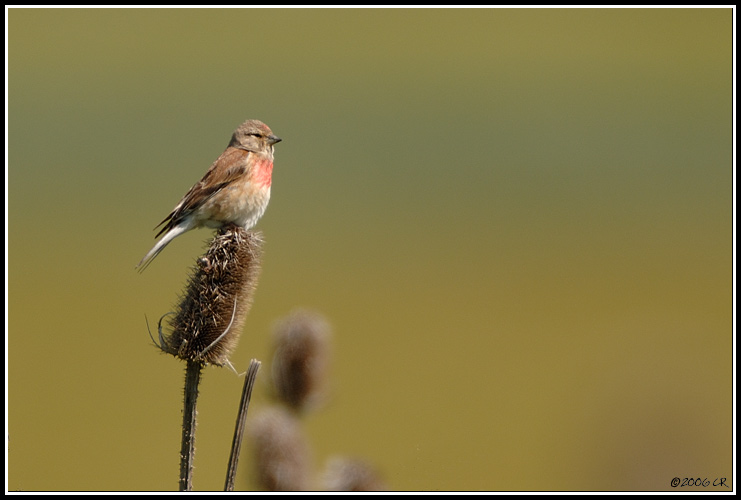 Linotte mélodieuse - Carduelis cannabina