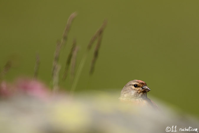 Linotte mélodieuse - Carduelis cannabina