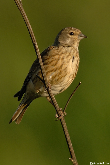 Linotte mélodieuse - Carduelis cannabina