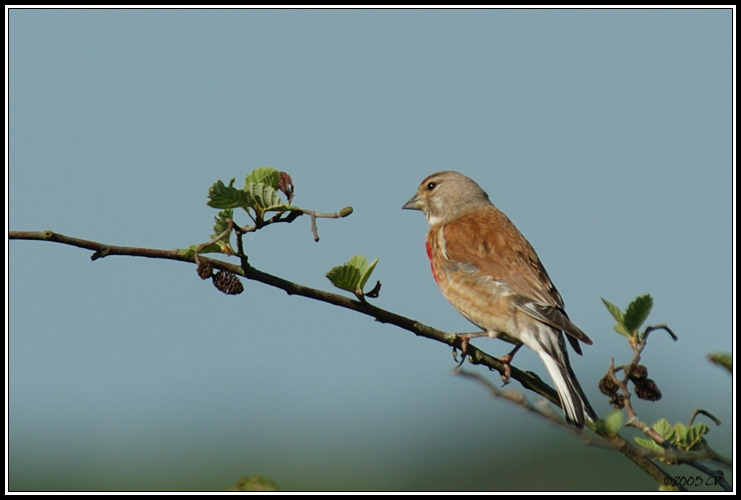 Linotte mélodieuse - Carduelis cannabina