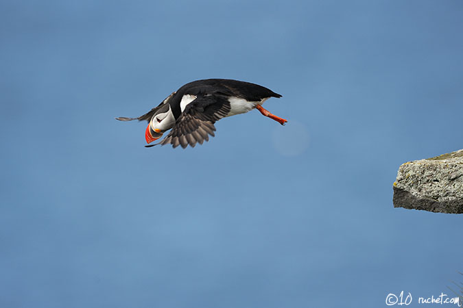 Atlantic Puffin - Fratercula arctica