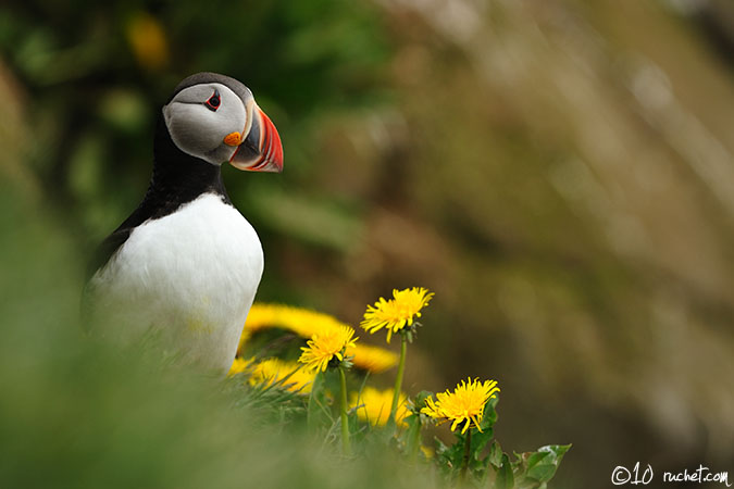 Atlantic Puffin - Fratercula arctica