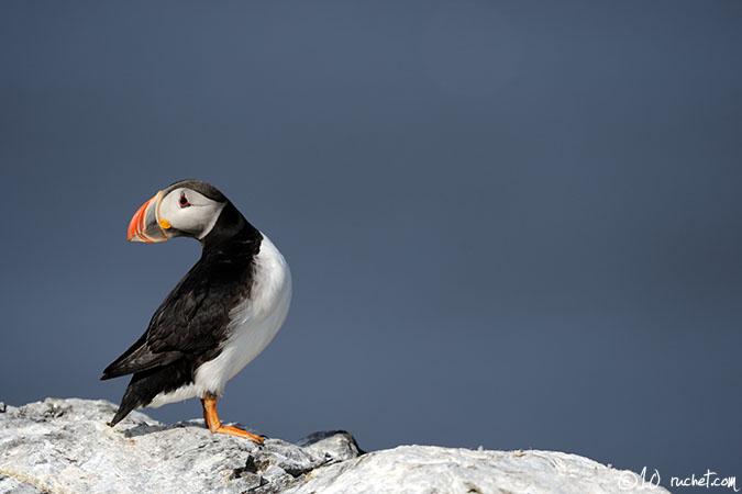 Atlantic Puffin - Fratercula arctica