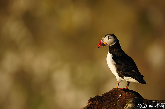 Atlantic Puffin - Fratercula arctica