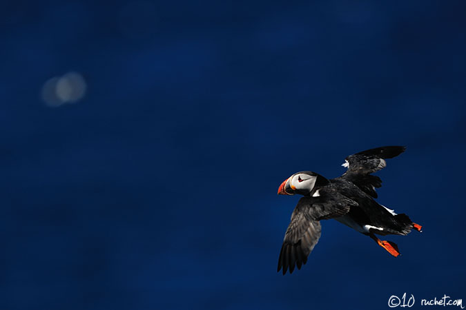 Atlantic Puffin - Fratercula arctica