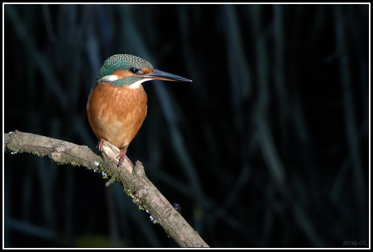 Common kingfisher - Alcedo atthis