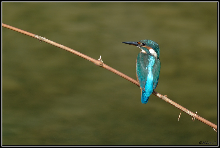 Eisvogel - Alcedo atthis