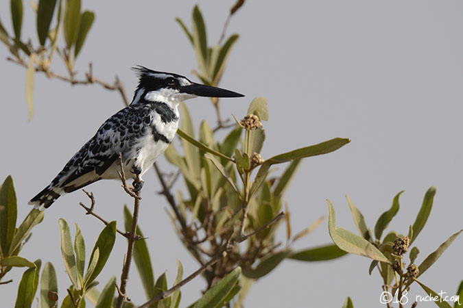 Pied Kingfisher - Ceryle rudis