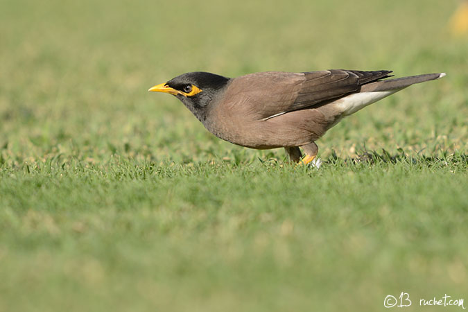 Common Myna - Acridotheres tristis